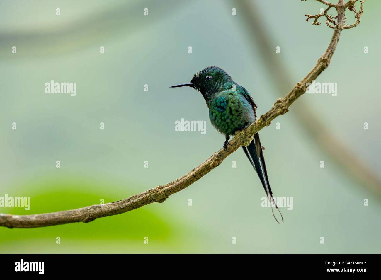 Un maschio coda Verde, Discosura conversii, appollaiato su una diramazione nel Choco, Colombia. Foto Stock