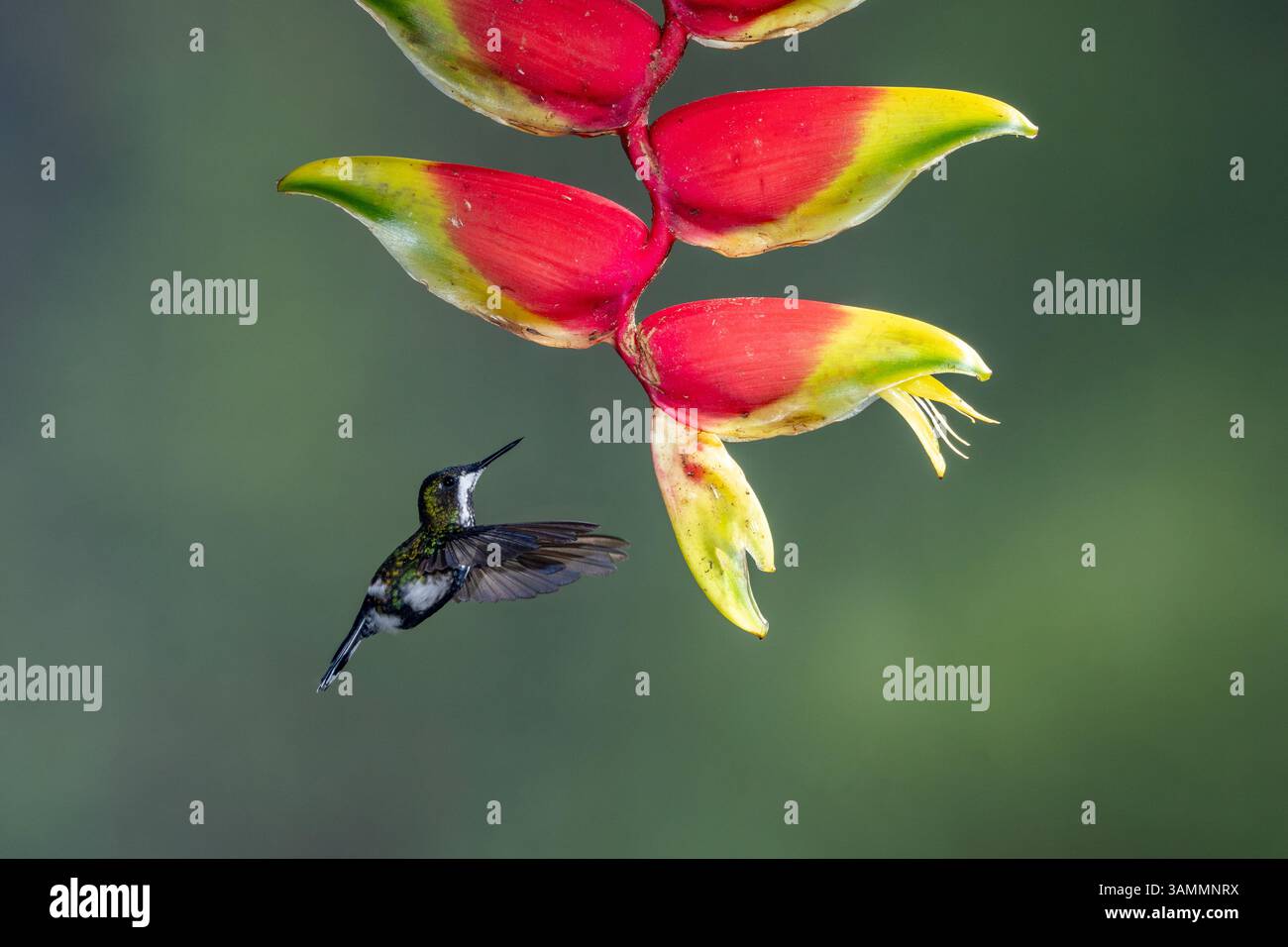 Una femmina di coda Verde, Discosura conversii, nutrita da un'inflorescenza heliconia nel Choco, Colombia. Foto Stock