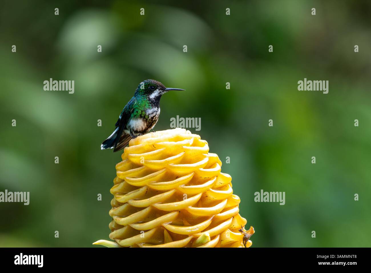 Una femmina coda di spinotto verde, Discosura conversii, arroccata su una pianta di zenzero nel Choco, Colombia. Foto Stock