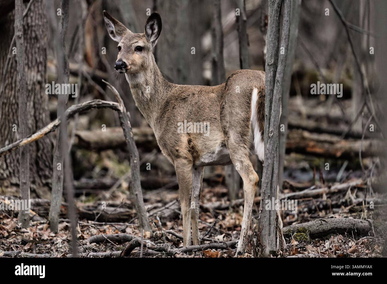 Cervi nel suo habitat forestale. Foto Stock