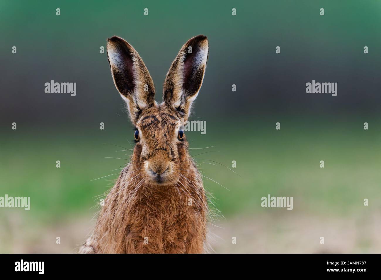 Lepre marrone protagonista vicino alla telecamera Foto Stock