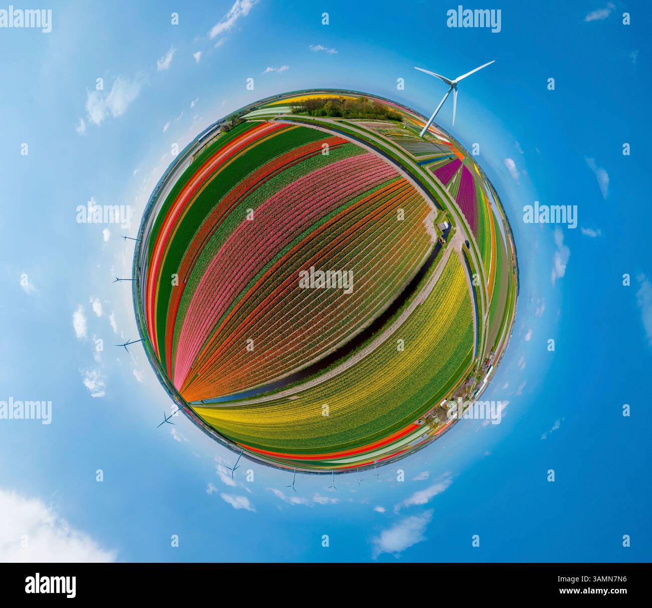 Vista aerea panoramica a 360 gradi di un colorato campo di tulipani, i Paesi Bassi. Foto Stock