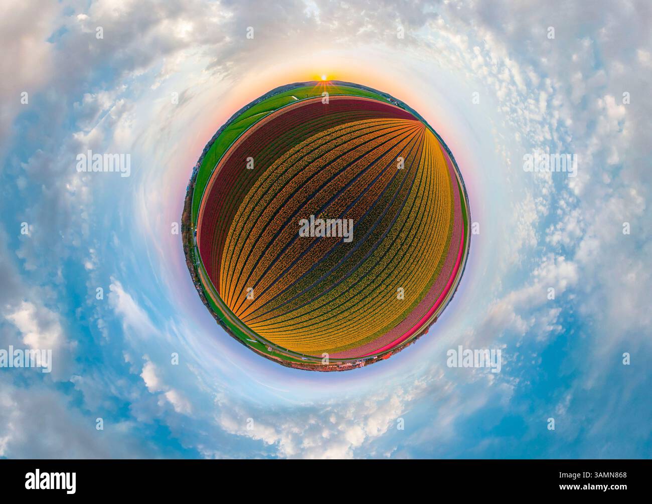 Vista aerea panoramica a 360 gradi di un colorato campo di tulipani, i Paesi Bassi. Foto Stock