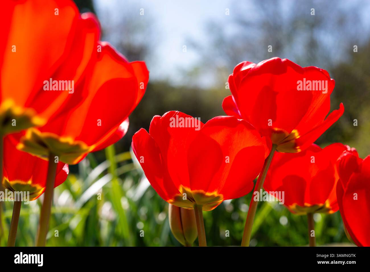 Tulipani Apeldoorn rosso brillante in un giardino in primavera Foto Stock