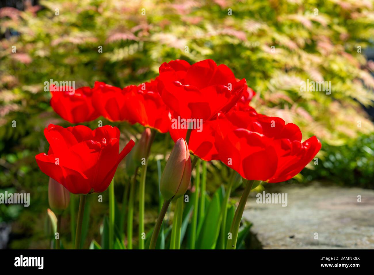 Tulipani Apeldoorn rosso brillante in un giardino in primavera Foto Stock
