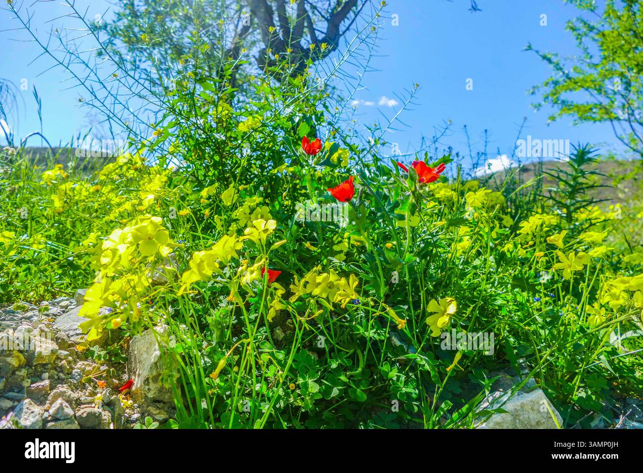 Spagnolo - Andalusien-Fruehling-aprile 2025 Blumen Feld mit Roten Klatsch Mon Pflanzen gruenes tal Berge Landschaft Der Klatschmohn Papaver rhoeas, auch Mohnblume oder Klatschrose genannt, ist eine Pflanzenart aus der Gattung Mohn Papaver innerhalb der Familie der Mohngewaechine des Südküste Andalusien Laneeeeeehling des Lanehling des Andalusien große Andalusien Andalusien Spausien Lanehling des Lanehling. Andalusia Spanien *** Spagna Andalusia Primavera aprile 2025 Fiori campo con Papaveri rossi piante Mon Valle Verde Montagne paesaggio il papavero roeas , chiamato anche fiore di papavero o rosa di papavero, è una specie di pianta del genere Papaver po Foto Stock