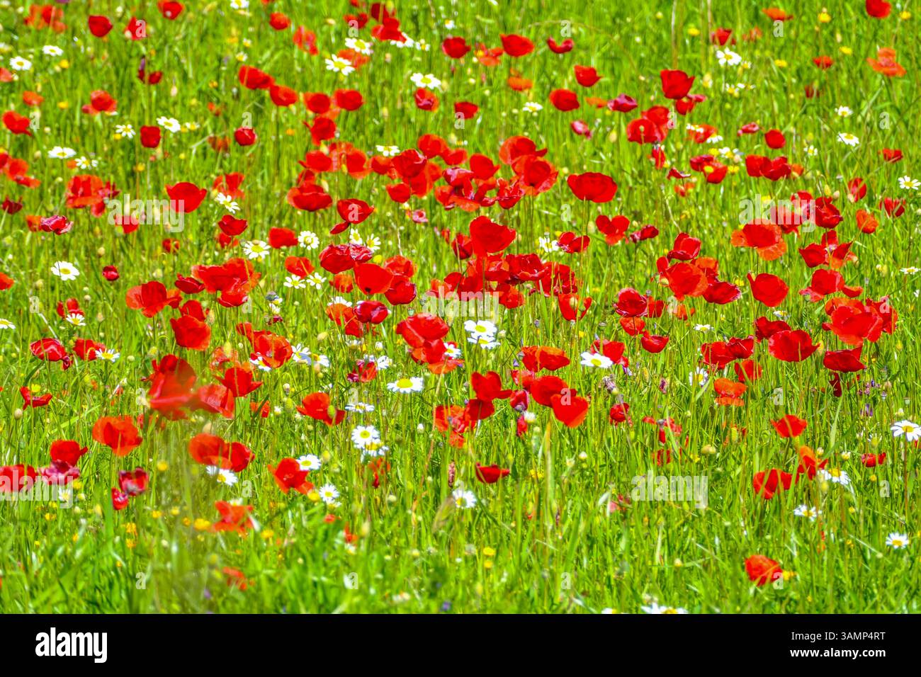 Spagnolo - Andalusien-Fruehling-aprile 2025 Blumen Feld mit Roten Klatsch Mon Pflanzen gruenes tal Berge Landschaft Der Klatschmohn Papaver rhoeas, auch Mohnblume oder Klatschrose genannt, ist eine Pflanzenart aus der Gattung Mohn Papaver innerhalb der Familie der Mohngewaechine des Südküste Andalusien Laneeeeeehling des Lanehling des Andalusien große Andalusien Andalusien Spausien Lanehling des Lanehling. Andalusia Spanien *** Spagna Andalusia Primavera aprile 2025 Fiori campo con Papaveri rossi piante Mon Valle Verde Montagne paesaggio il papavero roeas , chiamato anche fiore di papavero o rosa di papavero, è una specie di pianta del genere Papaver po Foto Stock
