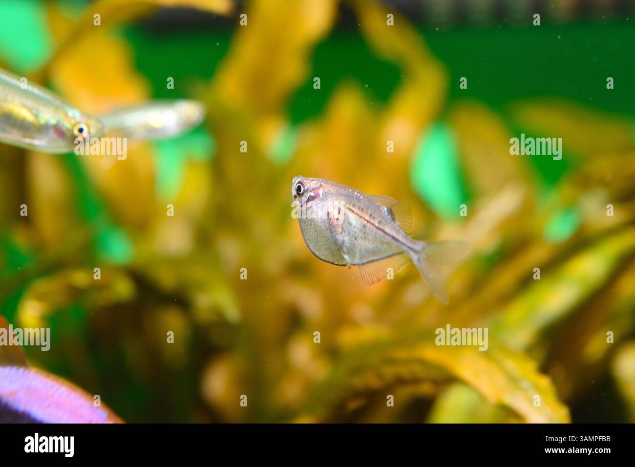 Un pesce vivaio d'argento nuota vicino alla superficie dell'acqua, il suo corpo elegante e compresso lateralmente risplende sotto le luci dell'acquario. Foto Stock