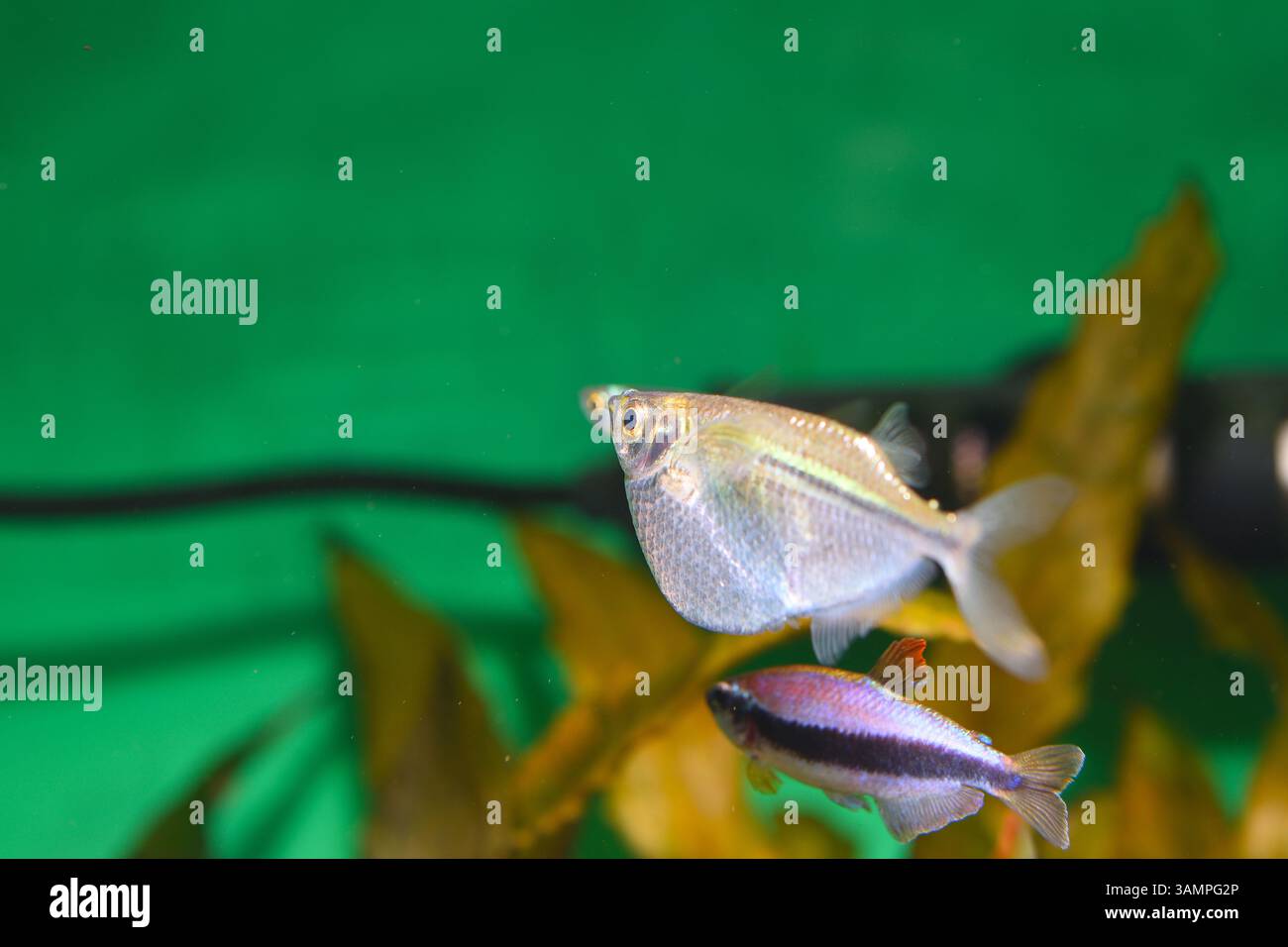 Un pesce vivaio d'argento nuota vicino alla superficie dell'acqua, il suo corpo elegante e compresso lateralmente risplende sotto le luci dell'acquario. Foto Stock