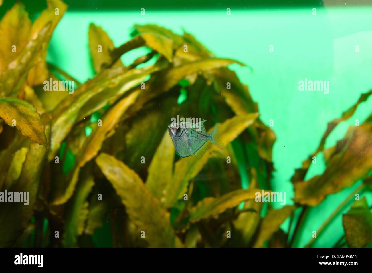 Un pesce vivaio d'argento nuota Foto Stock