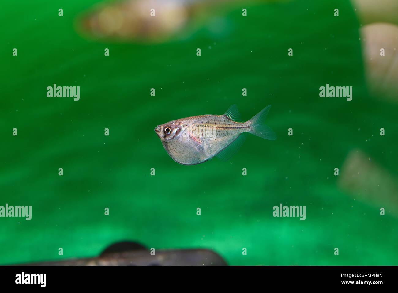 Un pesce vivaio d'argento nuota vicino alla superficie dell'acqua, il suo corpo elegante e compresso lateralmente risplende sotto le luci dell'acquario. Foto Stock