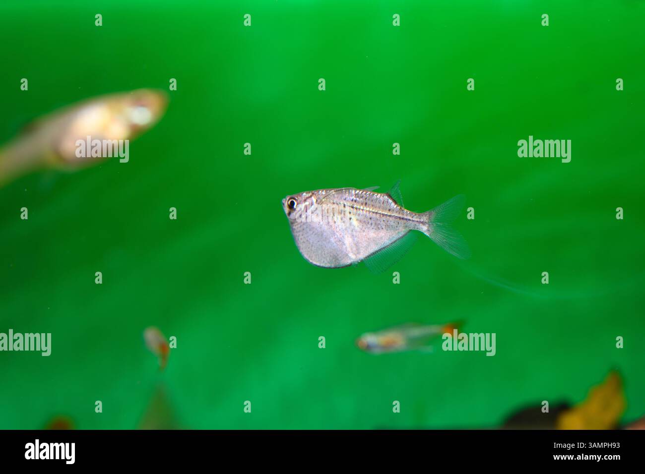 Un pesce vivaio d'argento nuota vicino alla superficie dell'acqua, il suo corpo elegante e compresso lateralmente risplende sotto le luci dell'acquario. Foto Stock