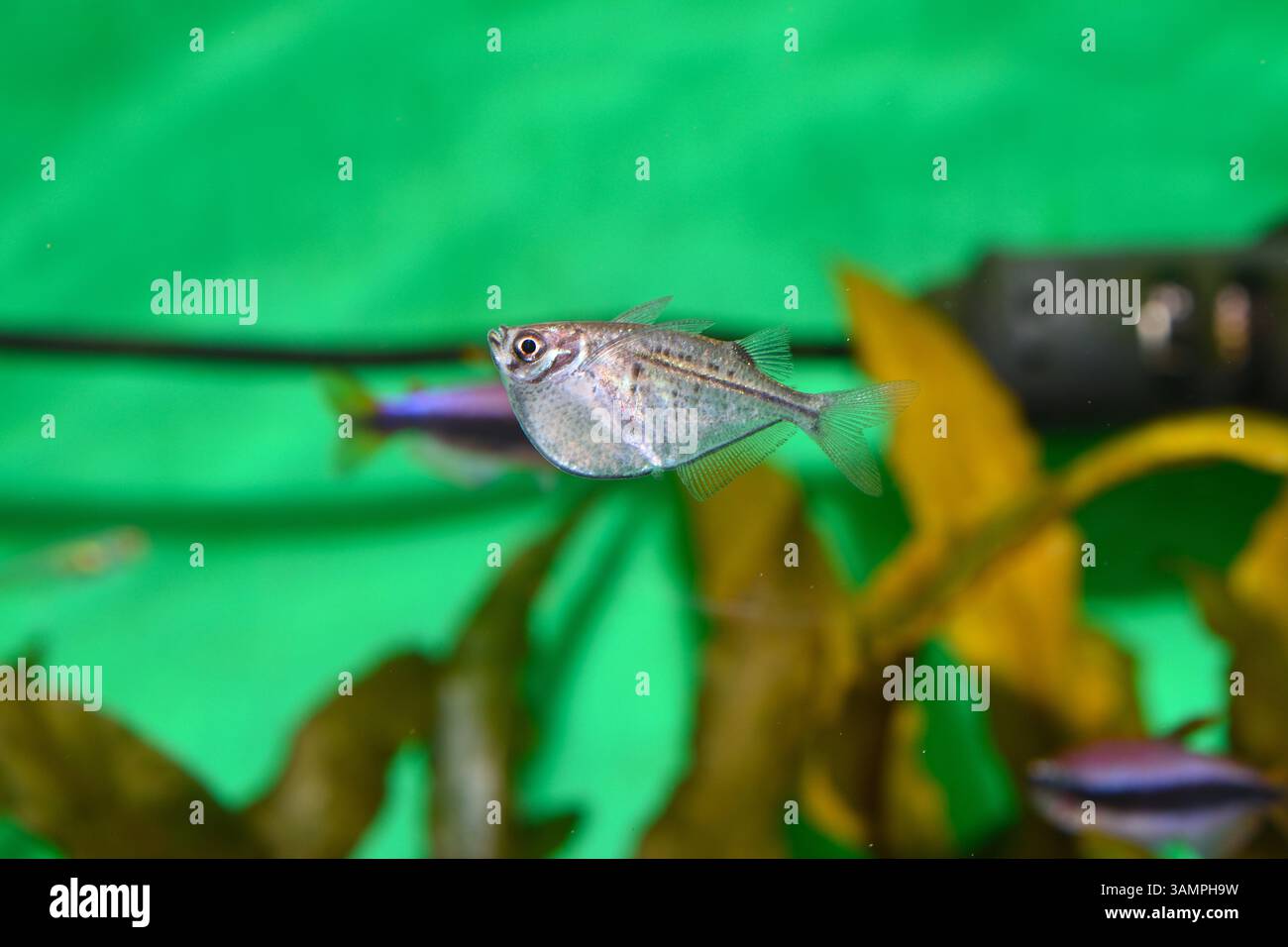 Un pesce vivaio d'argento nuota vicino alla superficie dell'acqua, il suo corpo elegante e compresso lateralmente risplende sotto le luci dell'acquario. Foto Stock