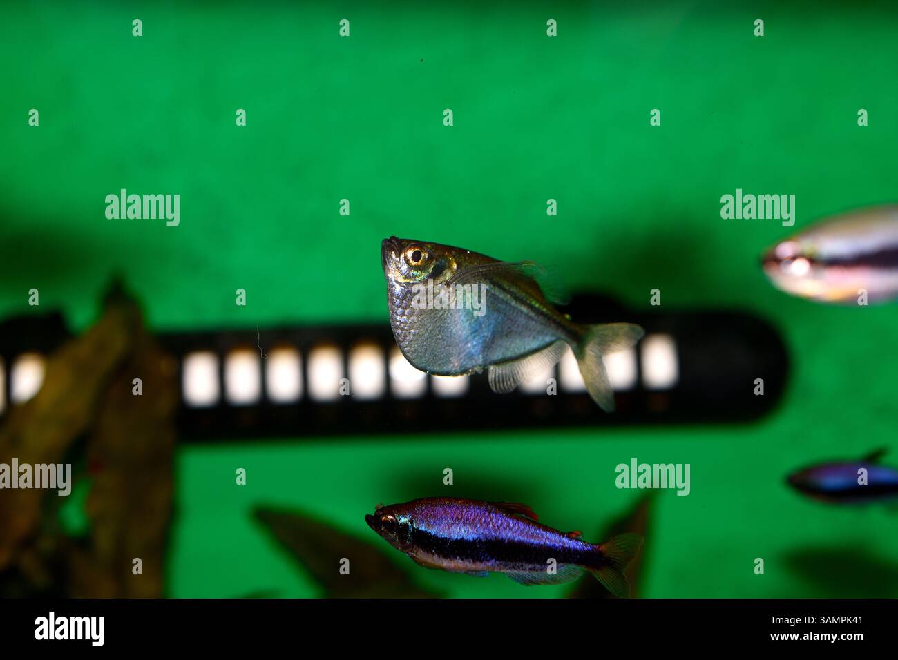 Un pesce vivaio d'argento nuota vicino alla superficie dell'acqua, il suo corpo elegante e compresso lateralmente risplende sotto le luci dell'acquario. Foto Stock