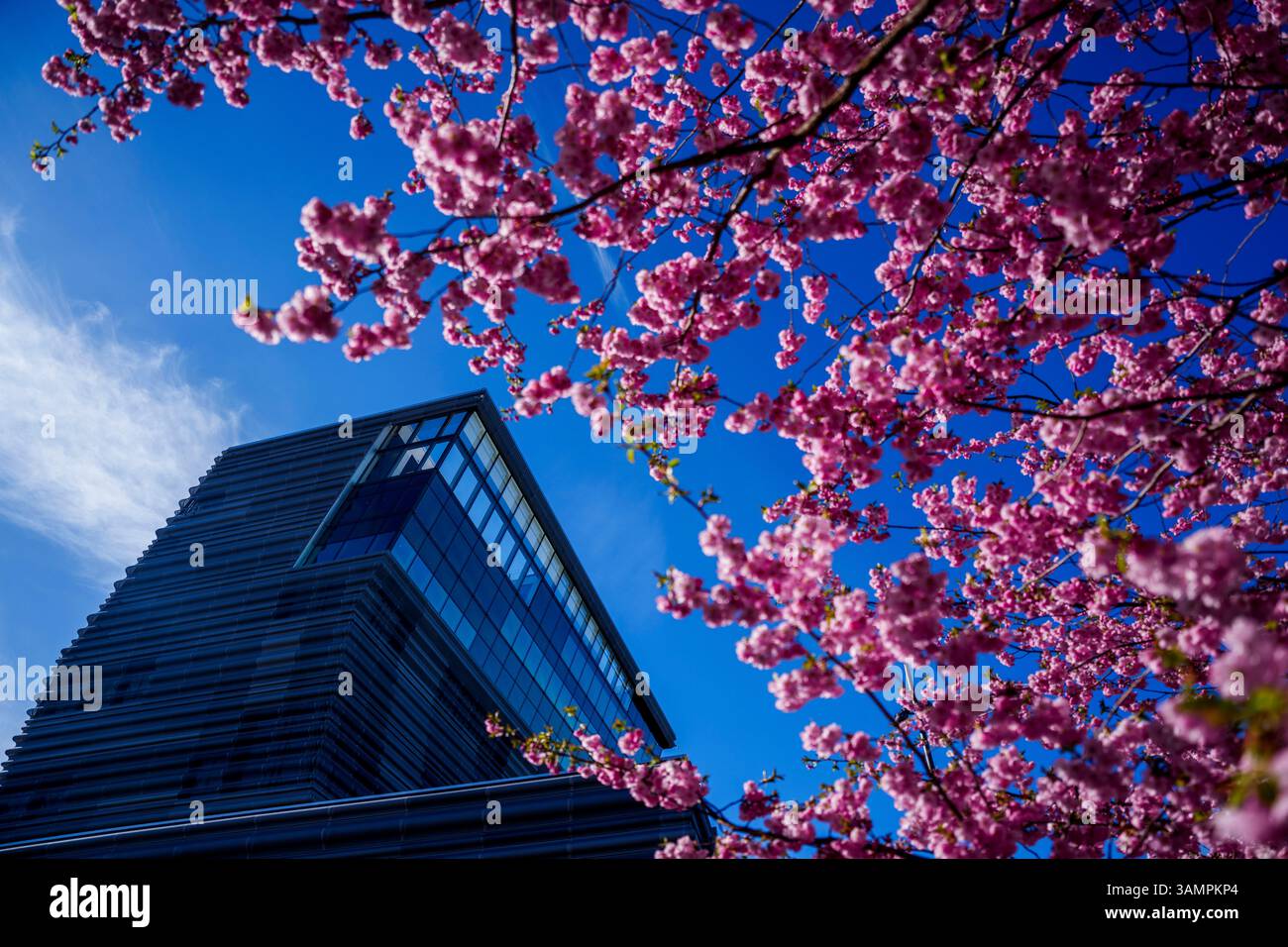 Oslo 20250414. Il clima primaverile a Oslo segna l'inizio della Pasqua con il sole e le temperature miti. Foto: Javad Parsa / NTB Foto Stock
