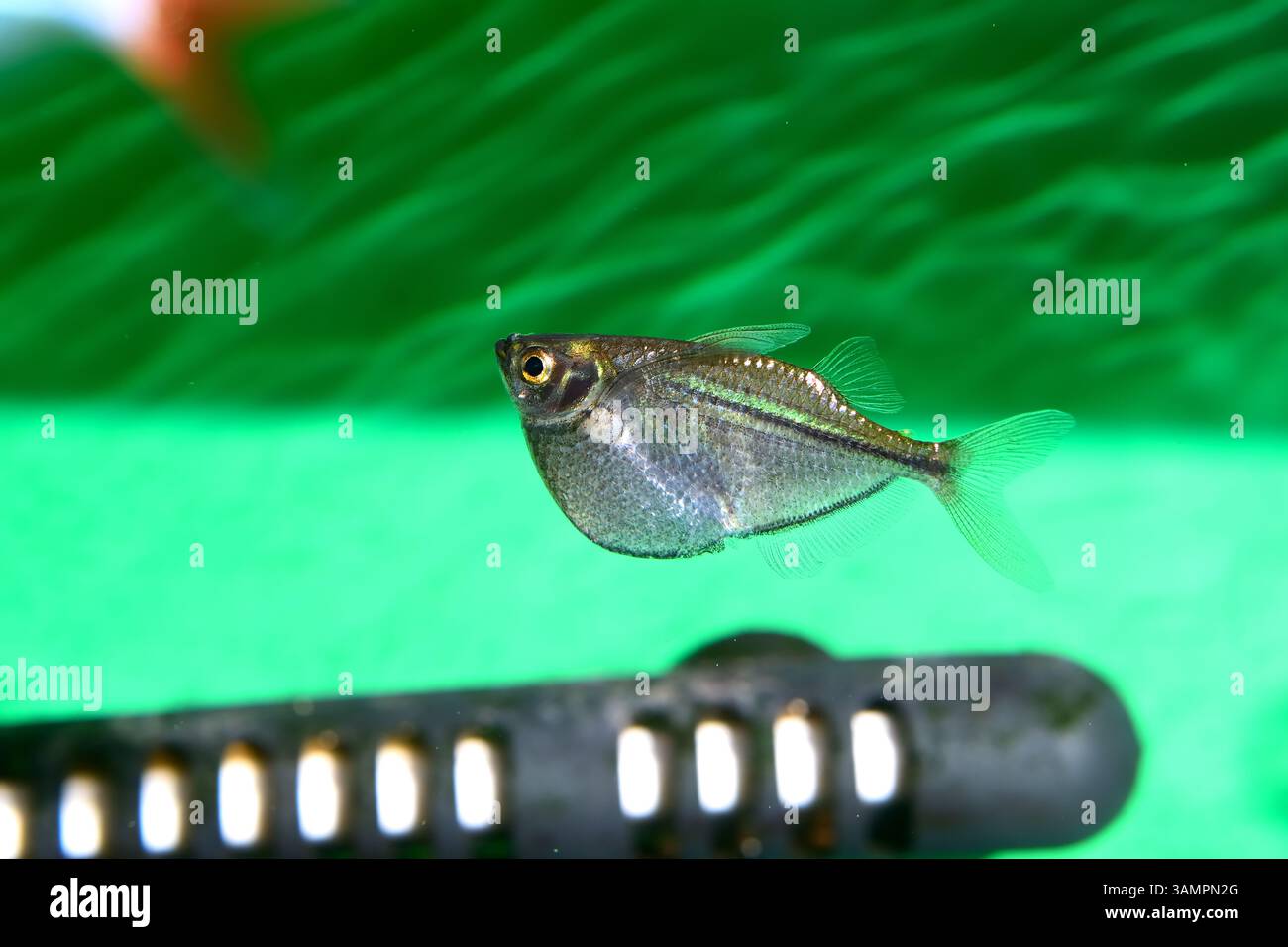 Un pesce vivaio d'argento nuota vicino alla superficie dell'acqua, il suo corpo elegante e compresso lateralmente risplende sotto le luci dell'acquario. Foto Stock