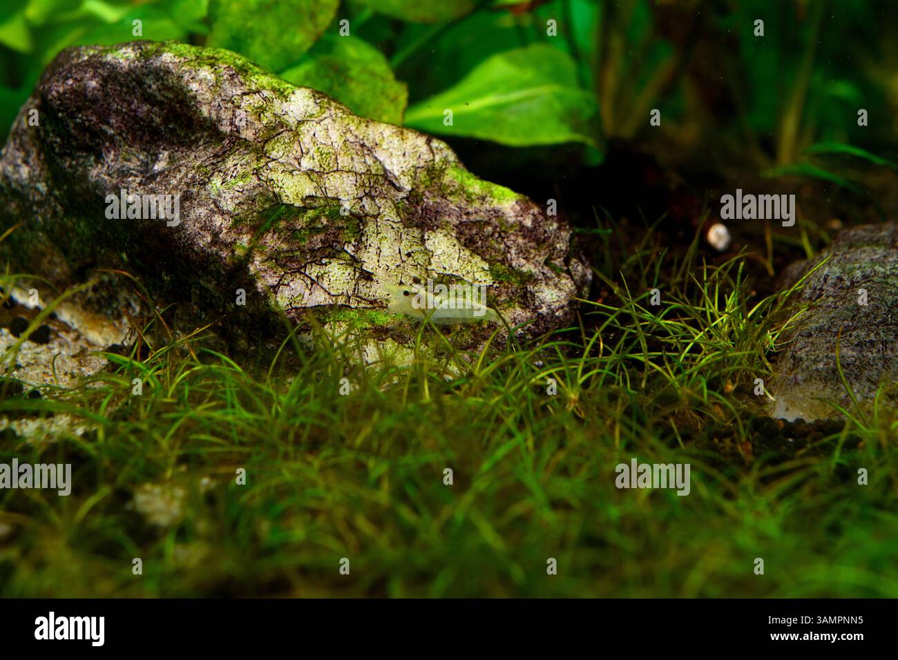 I gamberi di palla di neve Foto Stock