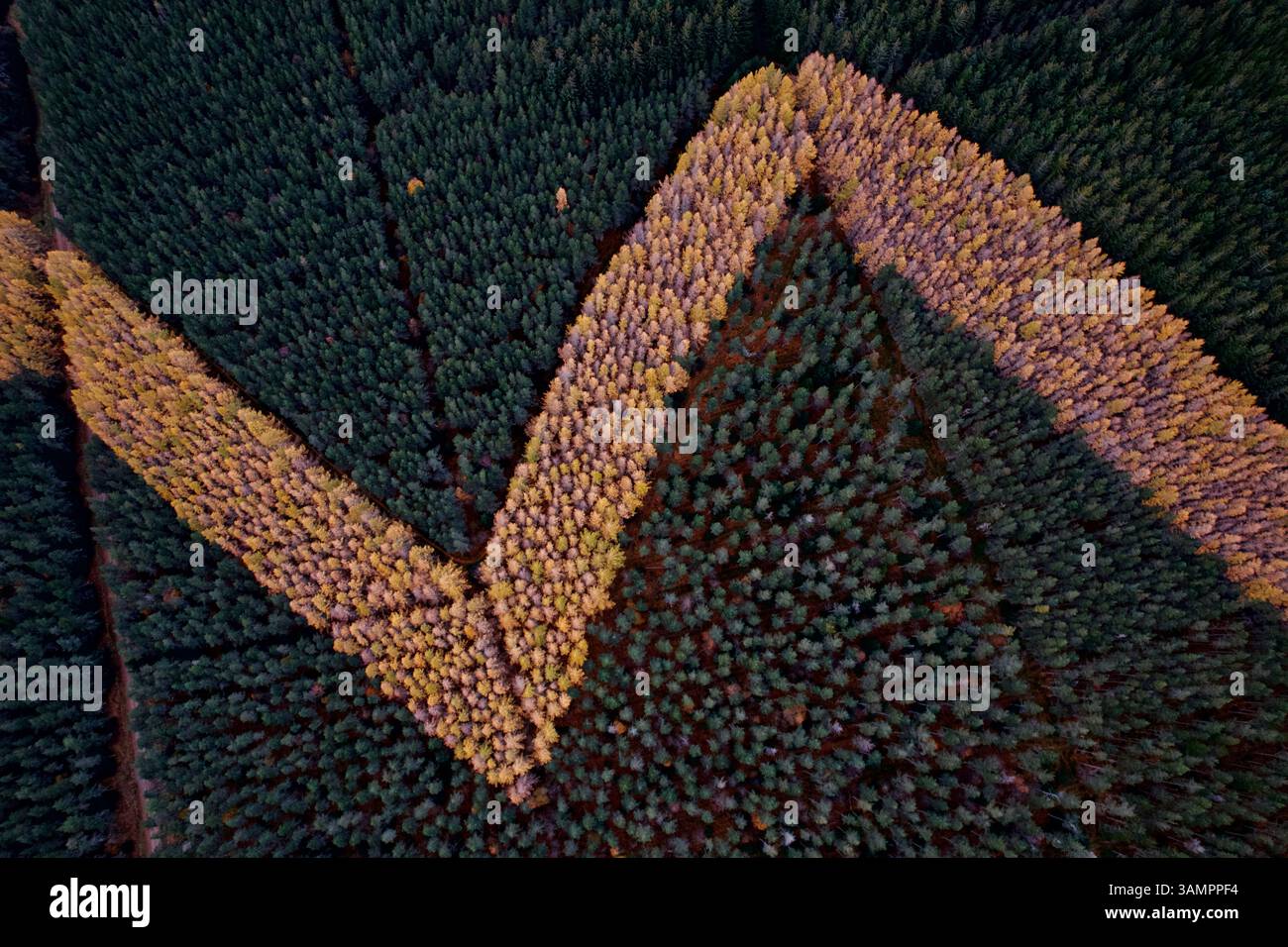 Vista aerea dei colori del larice autunnale in una vivace foresta, Inverness, Regno Unito. Foto Stock