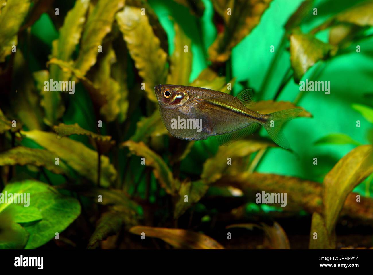 Un pesce vivaio d'argento nuota vicino alla superficie dell'acqua, il suo corpo elegante e compresso lateralmente risplende sotto le luci dell'acquario. Foto Stock
