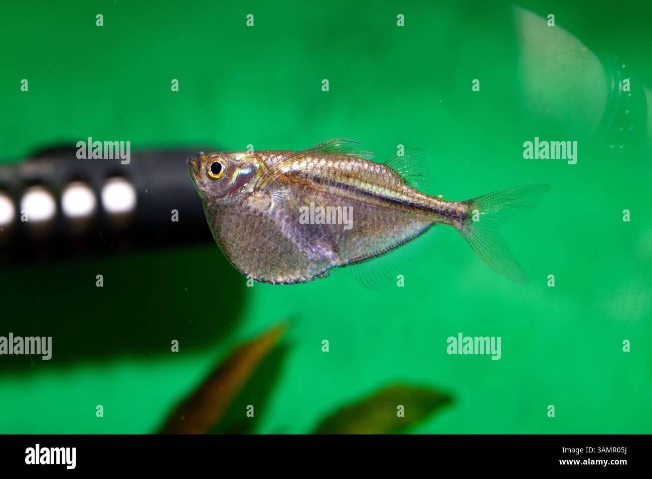 Un pesce vivaio d'argento nuota vicino alla superficie dell'acqua, il suo corpo elegante e compresso lateralmente risplende sotto le luci dell'acquario. Foto Stock