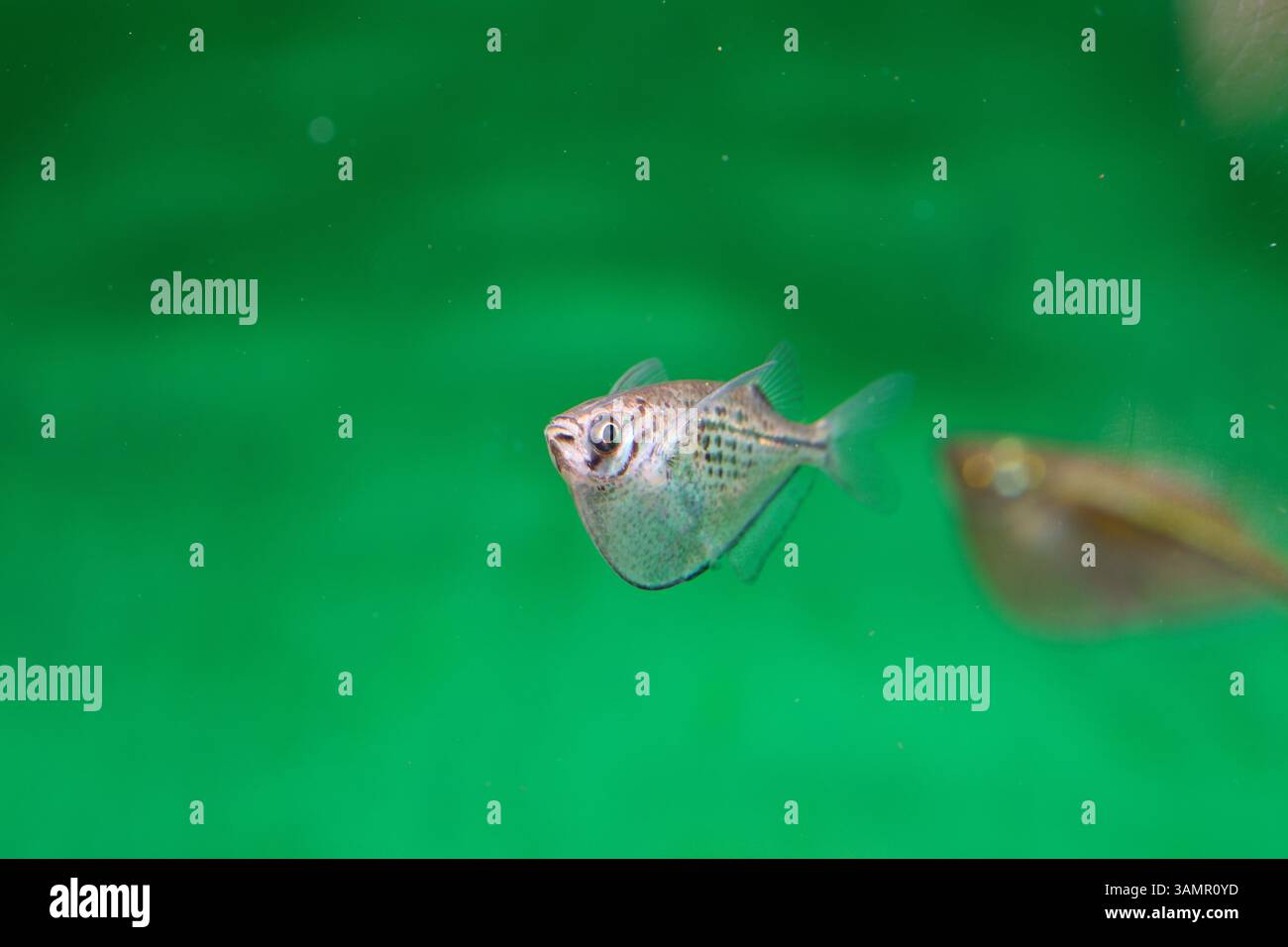 Un pesce vivaio d'argento nuota vicino alla superficie dell'acqua, il suo corpo elegante e compresso lateralmente risplende sotto le luci dell'acquario. Foto Stock