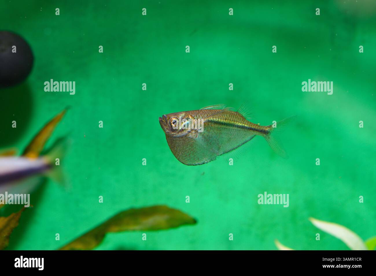 Un pesce vivaio d'argento nuota vicino alla superficie dell'acqua Foto Stock