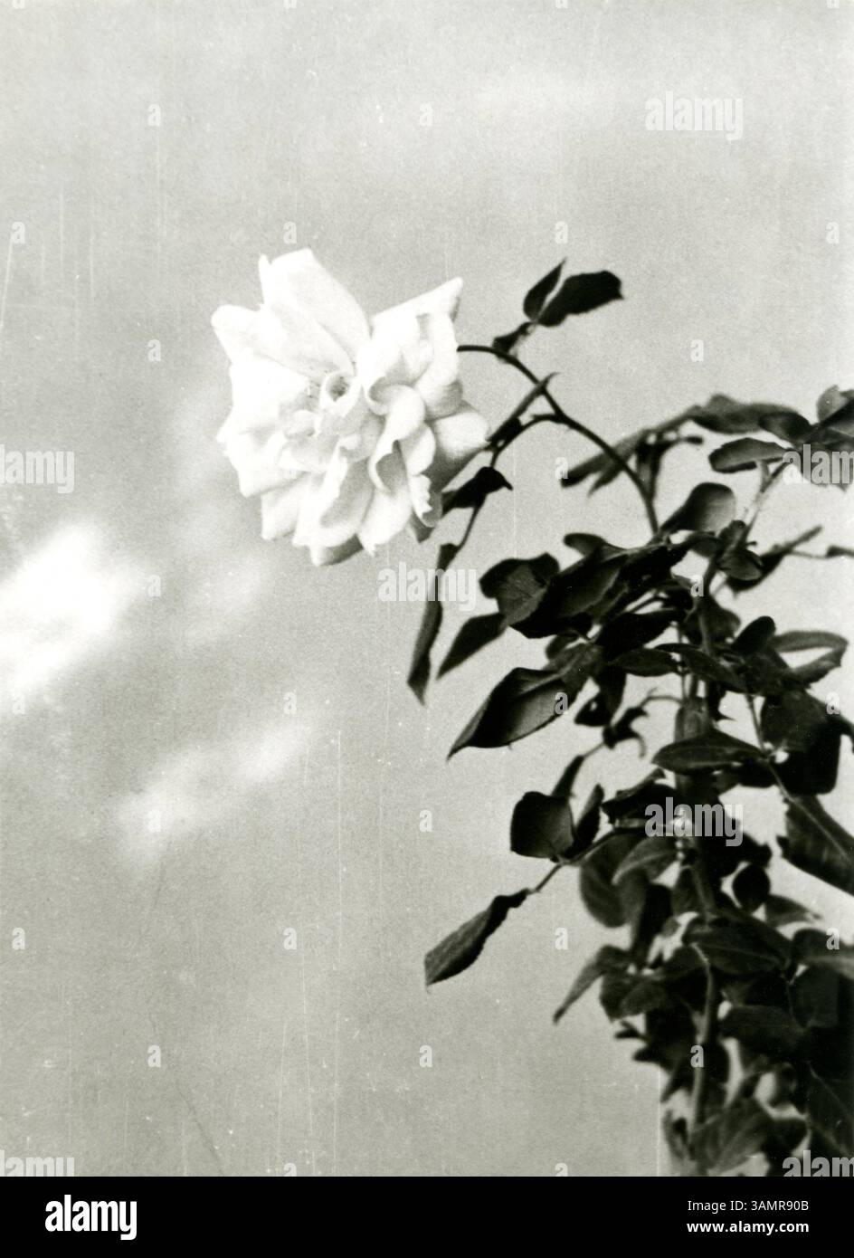 Elegante fotografia in bianco e nero di una rosa cinese in fiore - arte floreale minimalista senza tempo per uso editoriale di fascia alta, Keqin Bi, 1982 Foto Stock