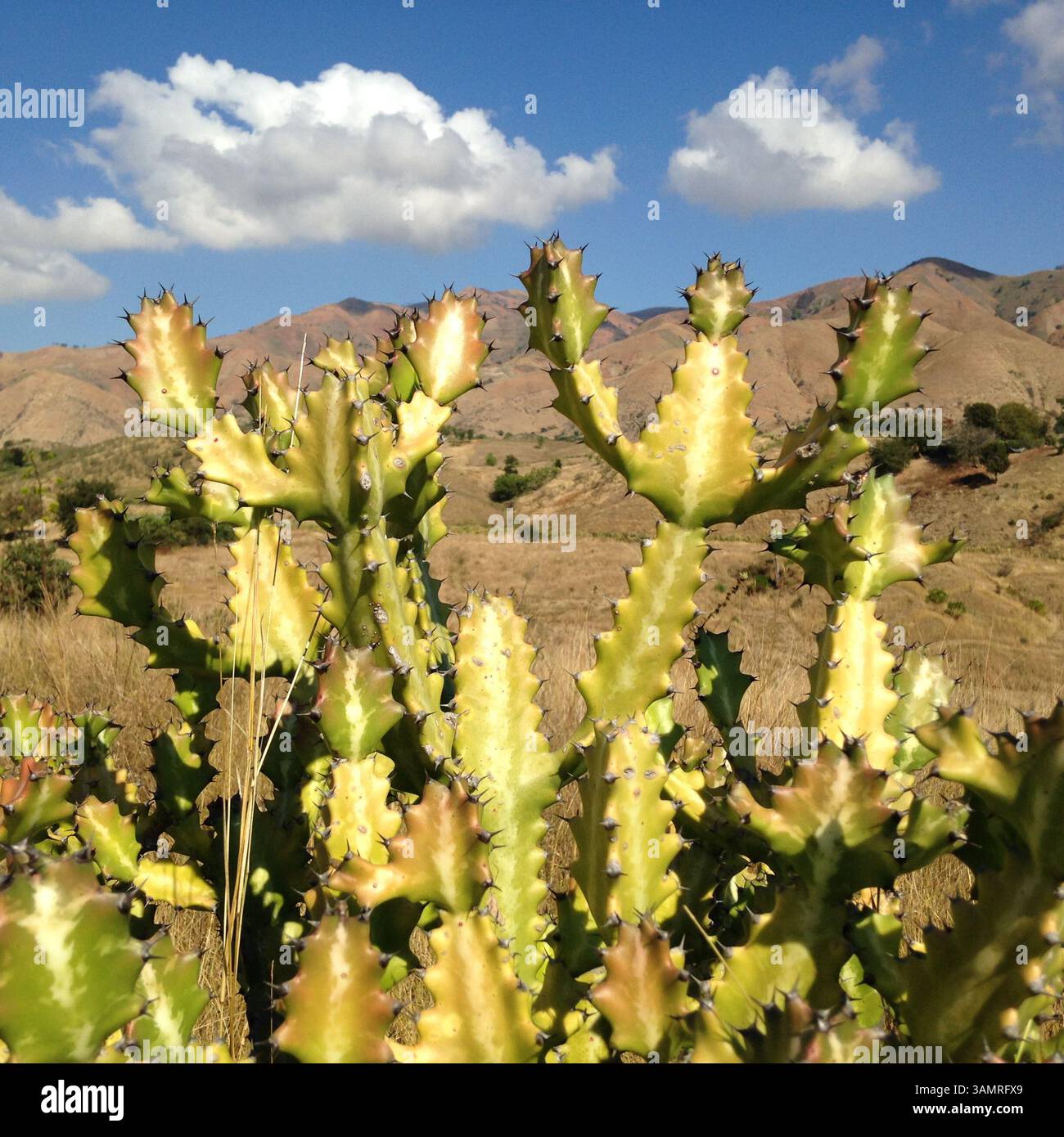 28 dicembre 2013 - Haiti/Repubblica Dominicana - la terra è arida e il suolo è povero per l'agricoltura lungo il confine tra Haiti e la Repubblica Dominicana..per decenni, gli haitiani hanno cercato di sfuggire alla miseria paralizzante, alla violenza politica e ai tumulti sociali alimentati da dittature successive e da tentativi falliti di un governo democratico efficace. Il terremoto del 2010 ha solo peggiorato le questioni economiche, mentre Haiti continua a lottare per superare quel disastro. Spinti ai margini della loro nazione e alla disperata ricerca di una vita migliore, gli haitiani attraversano il confine per scoprire di essere sgraditi nel Domin Foto Stock