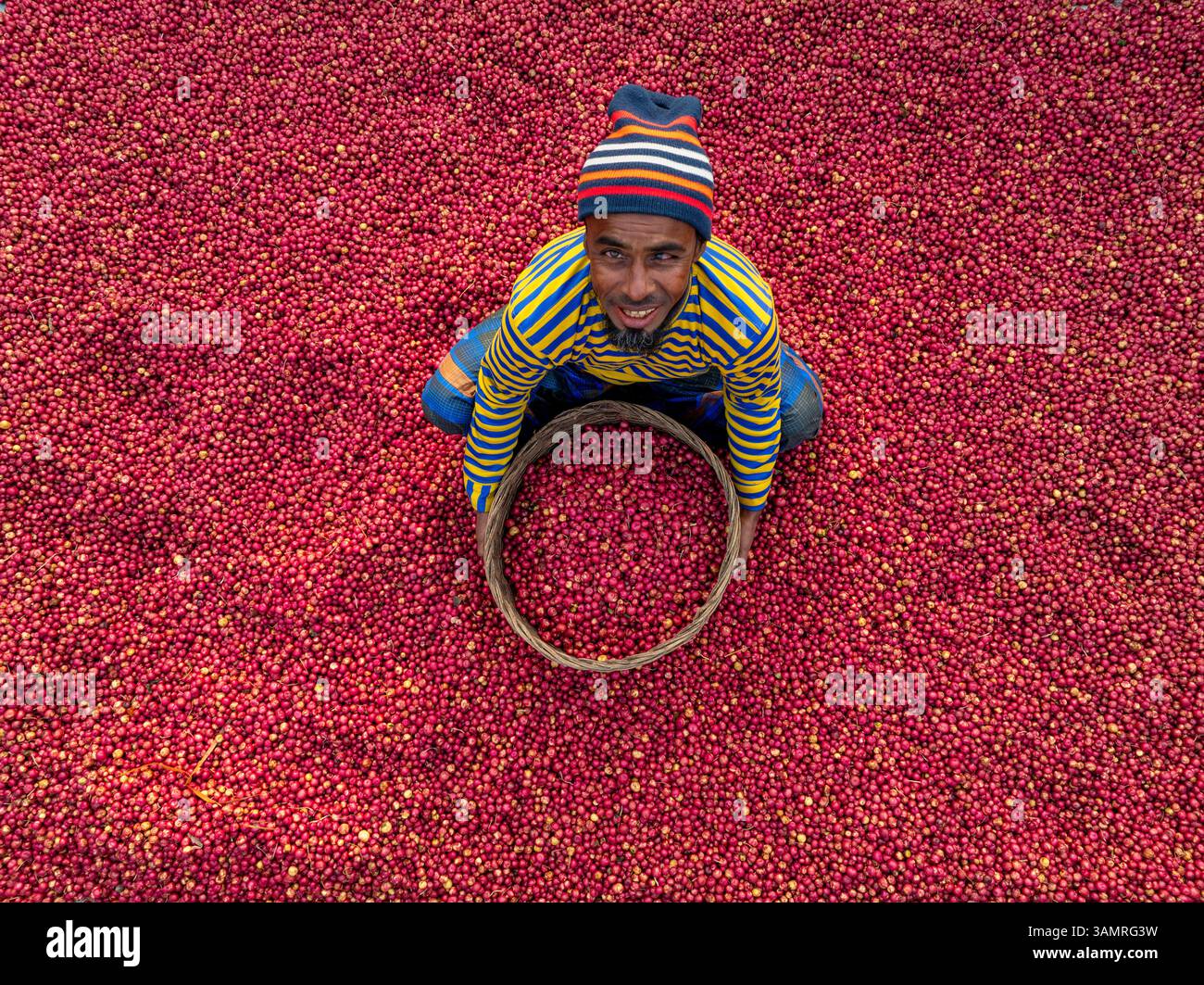 Shibganj, Bangladesh - 19 dicembre 2021: Vista aerea di splendidi terreni agricoli con raccoglitori di frutti rossi che raccolgono frutti rossi sotto il sole, Shibganj, Banglade Foto Stock