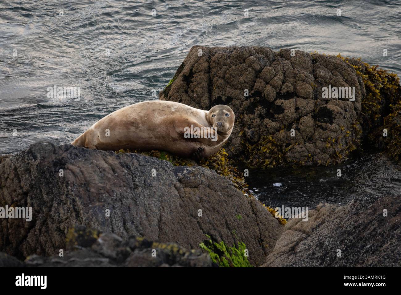 Una foca incinta cerca rifugio sulle rocce di Coverack quando arriva la marea Foto Stock