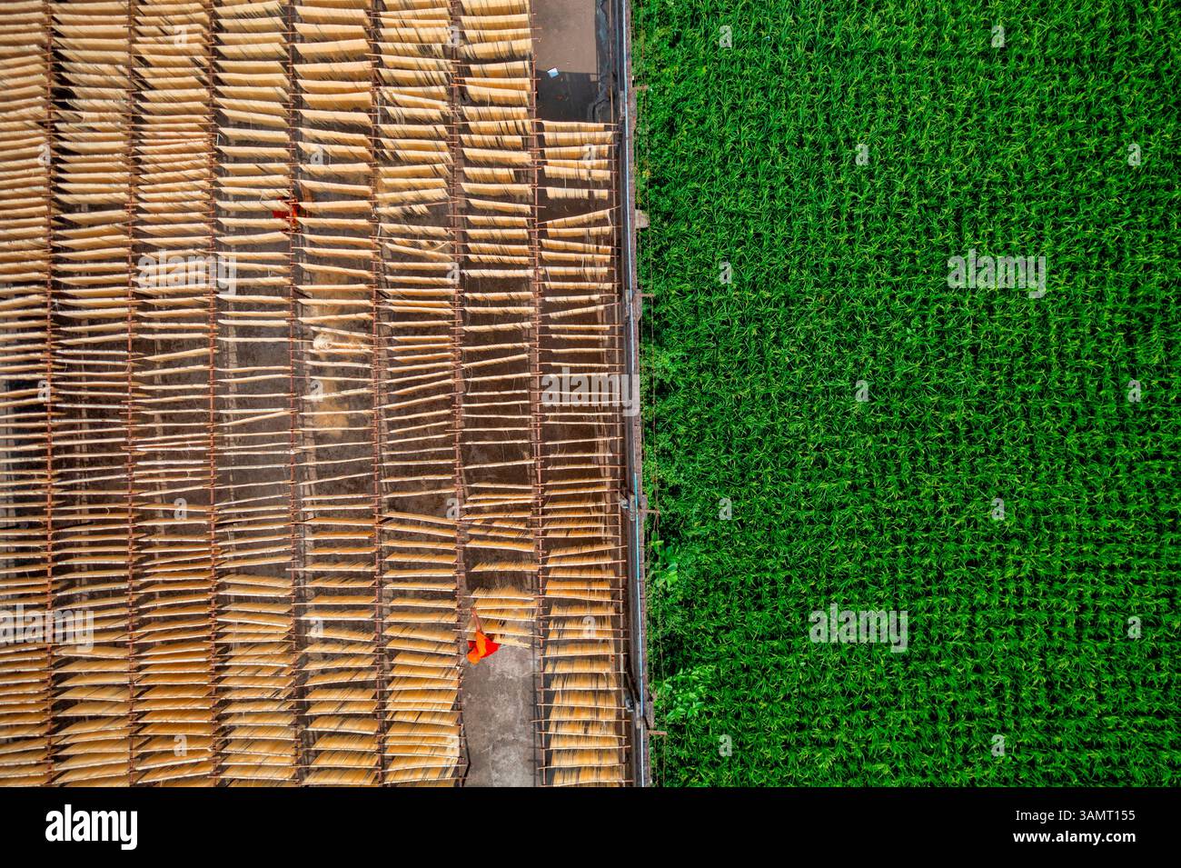 Veduta aerea delle persone che lavorano alla produzione di tessuti naturali tipici lungo la coltivazione, Barga, Rajshahi, Bangladesh. Foto Stock
