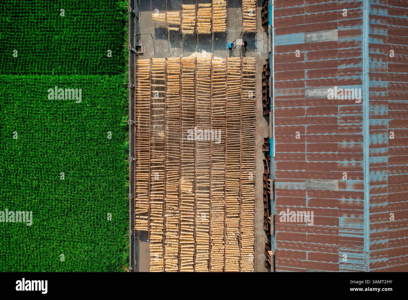 Veduta aerea delle persone che lavorano alla produzione di tessuti naturali tipici lungo la coltivazione, Barga, Rajshahi, Bangladesh. Foto Stock