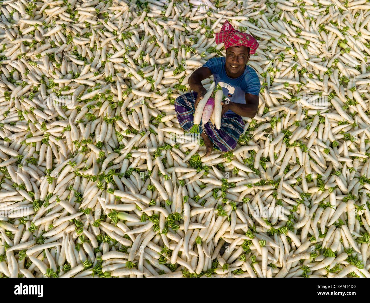 Shibganj, Bangladesh - 19 dicembre 2021: Veduta aerea di una persona seduta su carote in un campo mentre lavorava, Bangladesh. Foto Stock