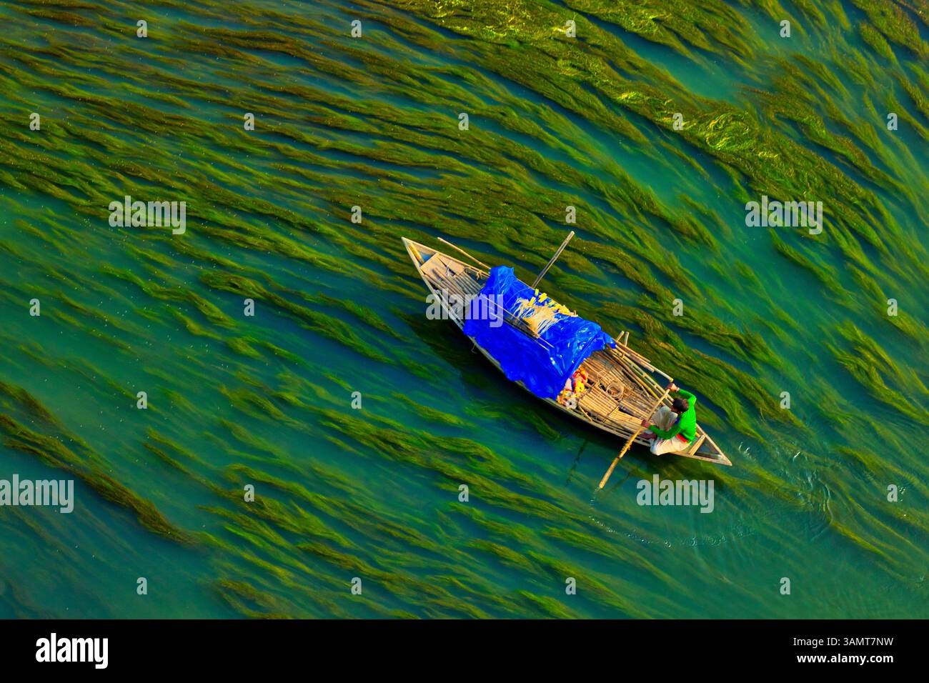 Vista aerea di una persona che naviga con una canoa nel fiume con alghe, Sirajganj, Bangladesh. Foto Stock