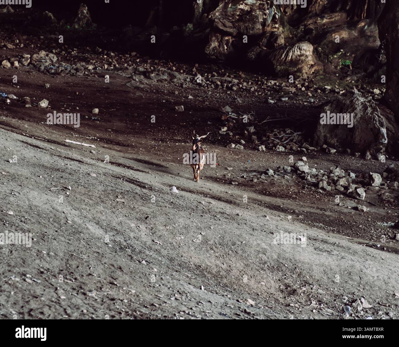 Capra che cammina attraverso il terreno roccioso all'interno della grotta Dogub, isola Socotra, Yemen. Foto Stock