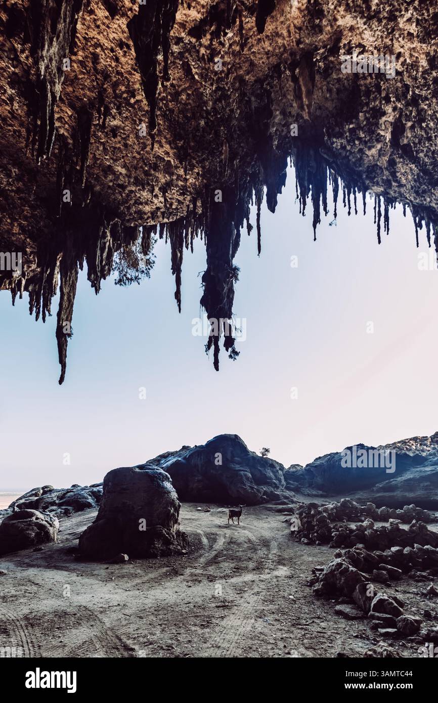 Capra che cammina attraverso il terreno roccioso all'interno della grotta Dogub, isola Socotra, Yemen. Foto Stock