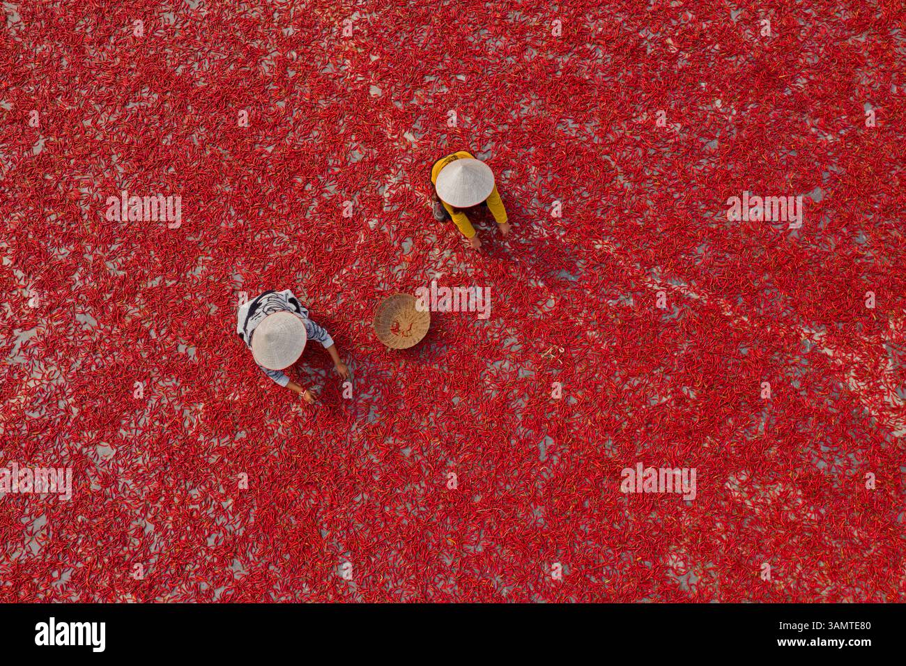 Vista aerea di due persone che raccolgono peperoncino rosso in una fattoria con cappelli tradizionali, Sariakandi, provincia del Rajshahi, Bangladesh. Foto Stock