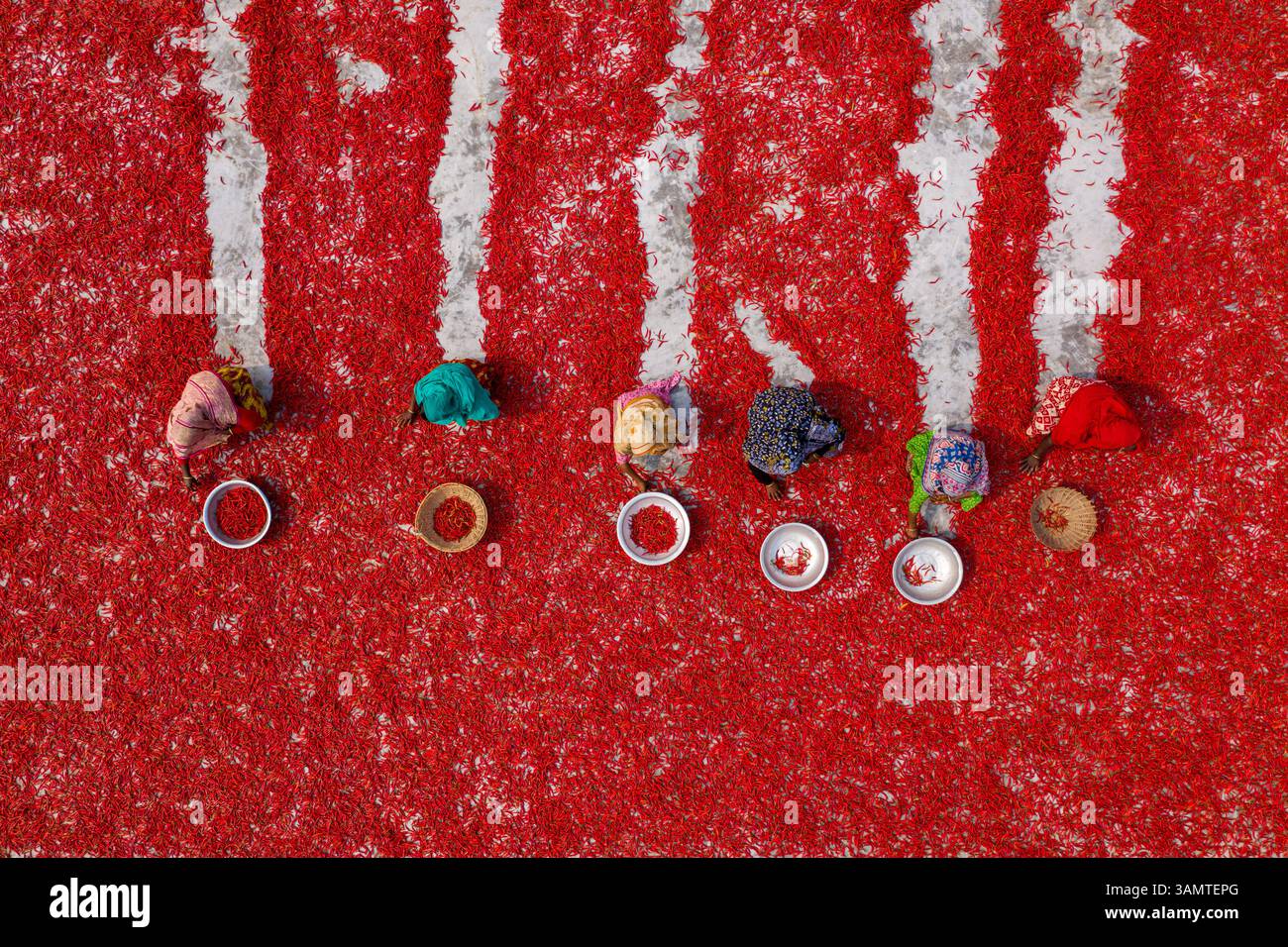 Vista aerea di due persone che raccolgono peperoncino rosso in una fattoria con cappelli tradizionali, Sariakandi, provincia del Rajshahi, Bangladesh. Foto Stock