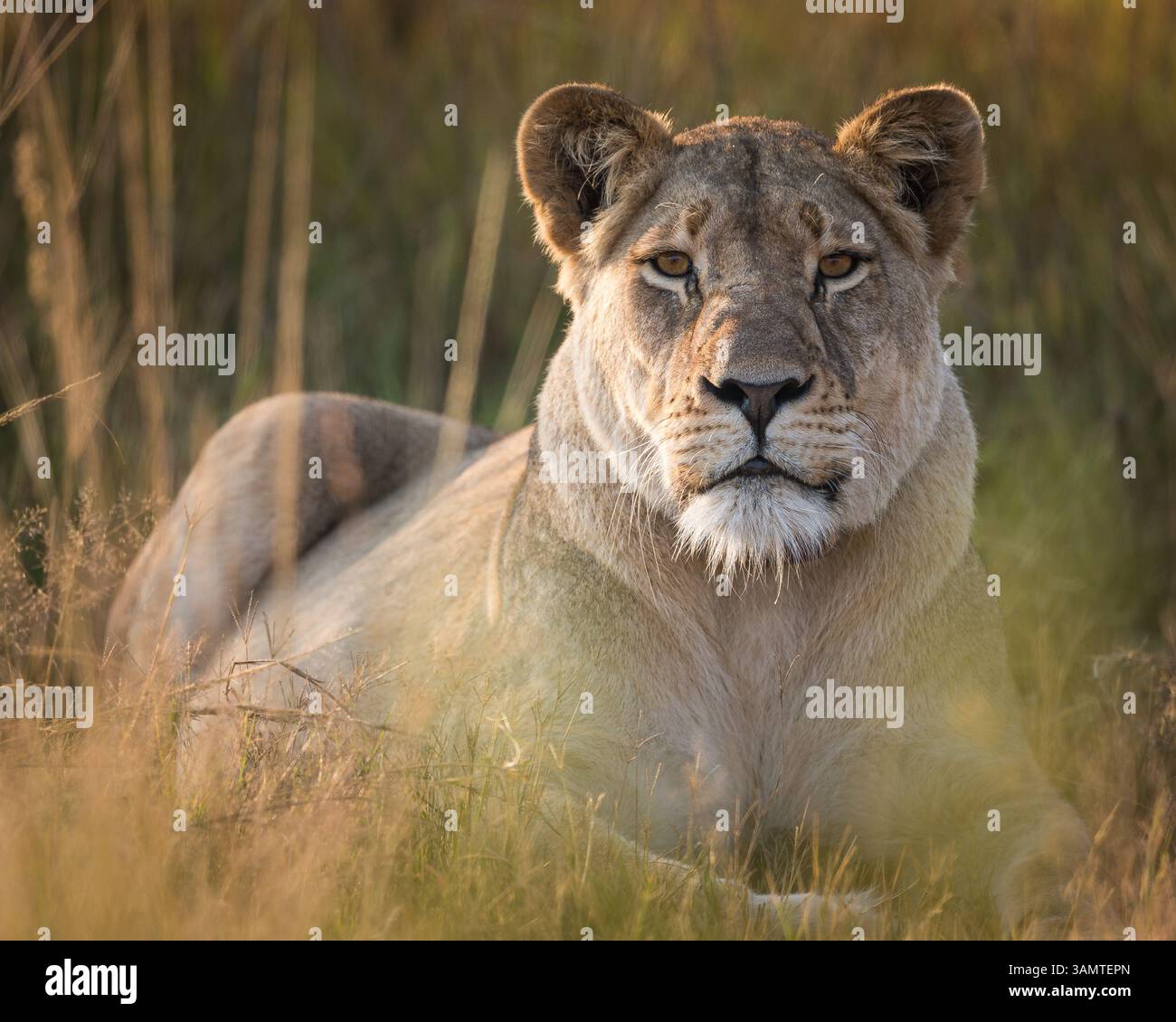 Una leonessa fissa direttamente la telecamera, il giorno dopo un grande omicidio Foto Stock