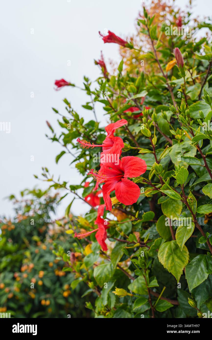 I vivaci fiori di ibisco si aprono completamente, aggiungendo colori vivaci al verde. Foto Stock