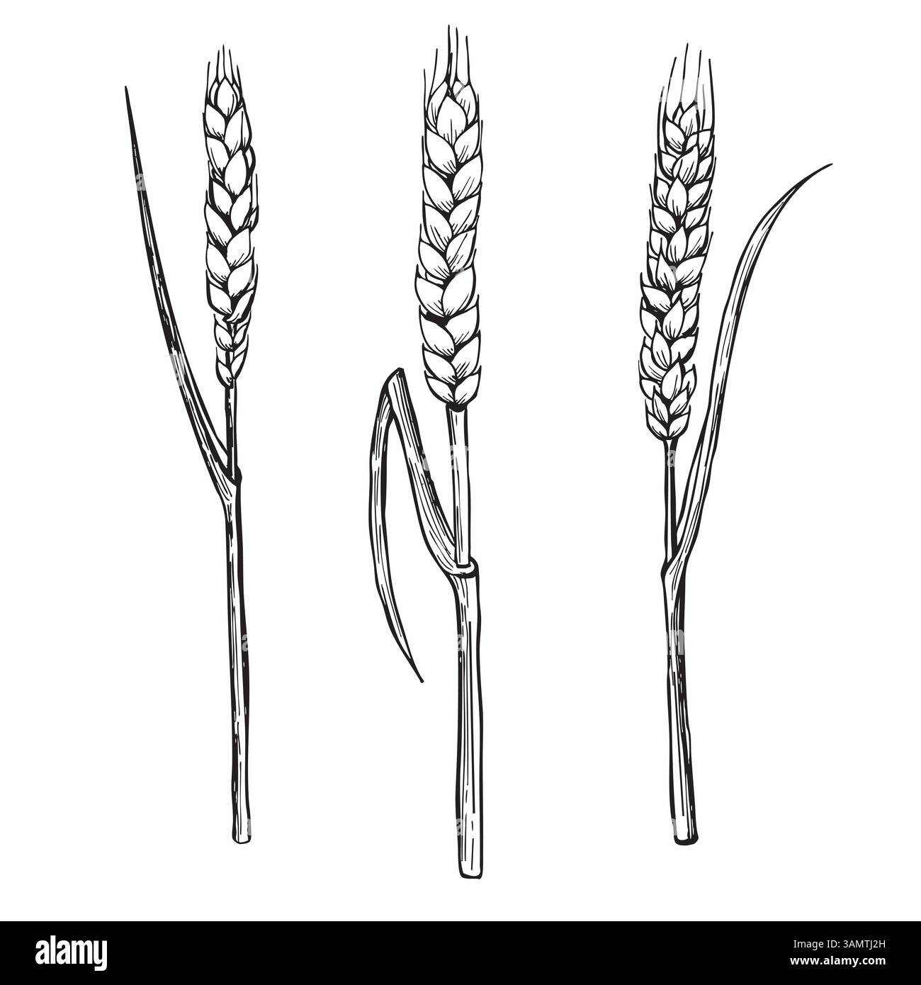 Set vettoriale disegnato a mano con tre malti. Può fare qualsiasi composizione da solo. Illustrazione Vettoriale