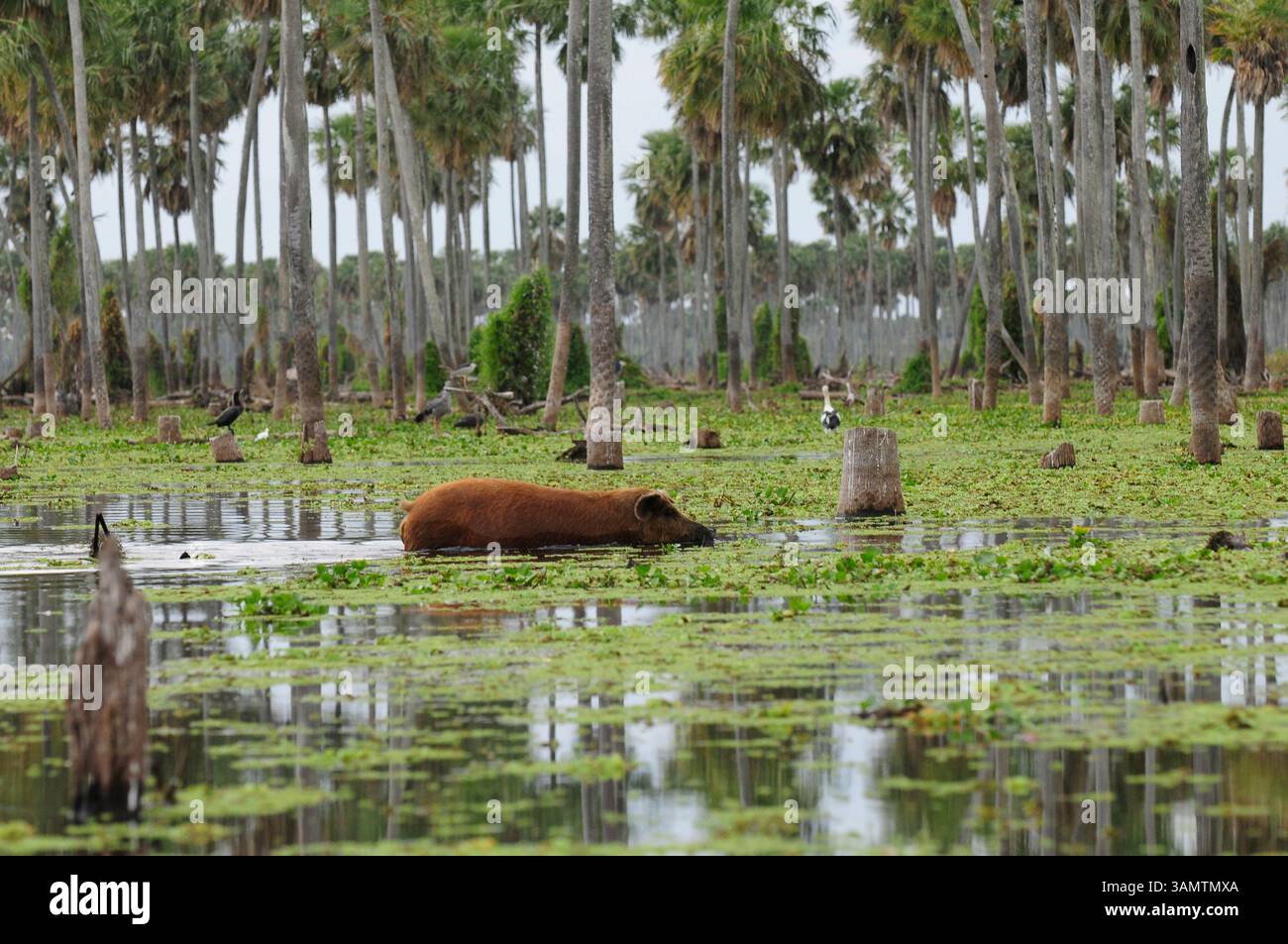 Lussureggianti paludi di Bañado la Estrella a Formosa in Argentina Foto Stock
