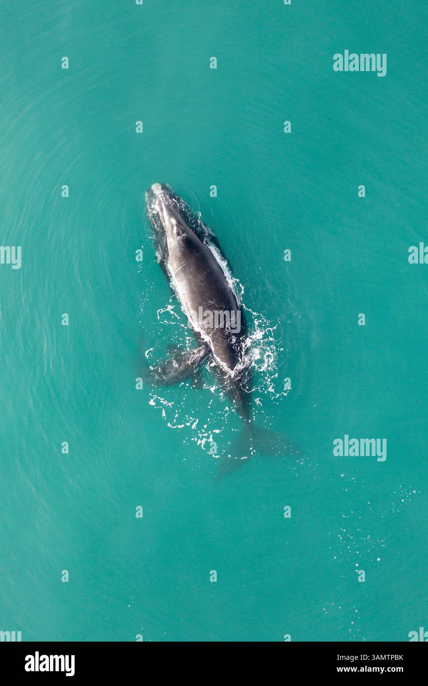 Vista aerea della balena destra meridionale e del polpaccio delle balene che nuotano nell'oceano blu, nell'Oceano Indiano, in Sudafrica. Foto Stock