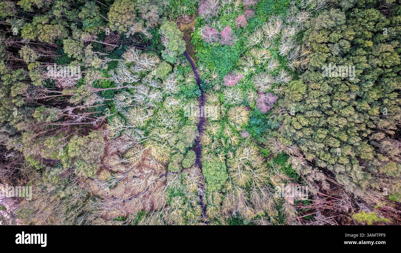 Vista aerea dei lussureggianti boschi di Tyninghame con fitto verde e paesaggio tranquillo, East Lothian, Dunbar, Scozia, Regno Unito. Foto Stock