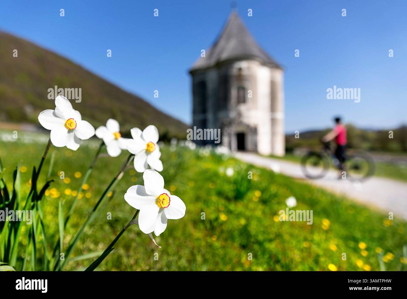 Narcisi nel prato, sullo sfondo donna che pedala alla torre del Diavolo, ex giardino del castello, Soteska, regione di Dolenjska, Slovenia Foto Stock