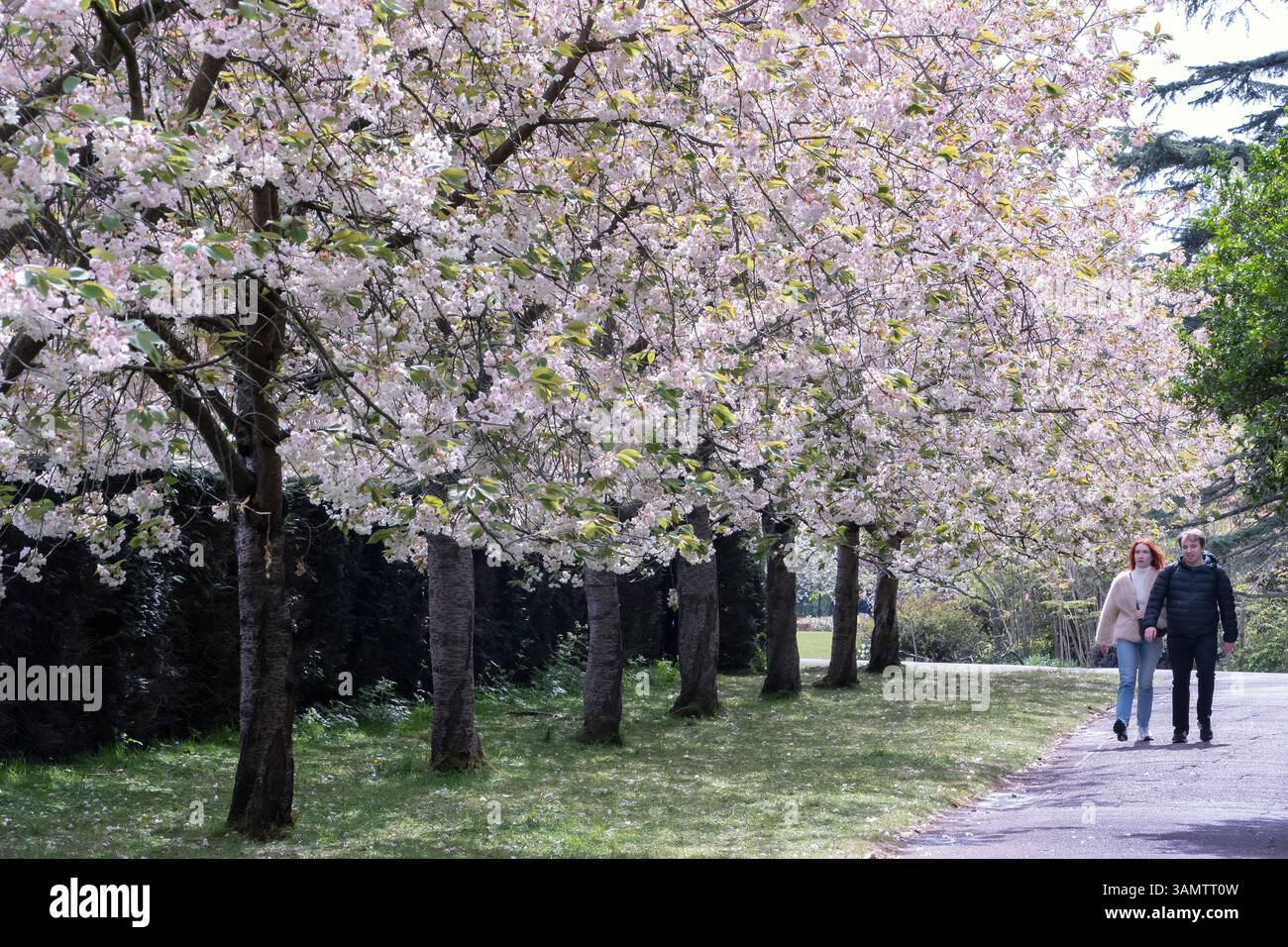 Fioritura dei ciliegi nel Regents Park di Londra, Regno Unito Foto Stock