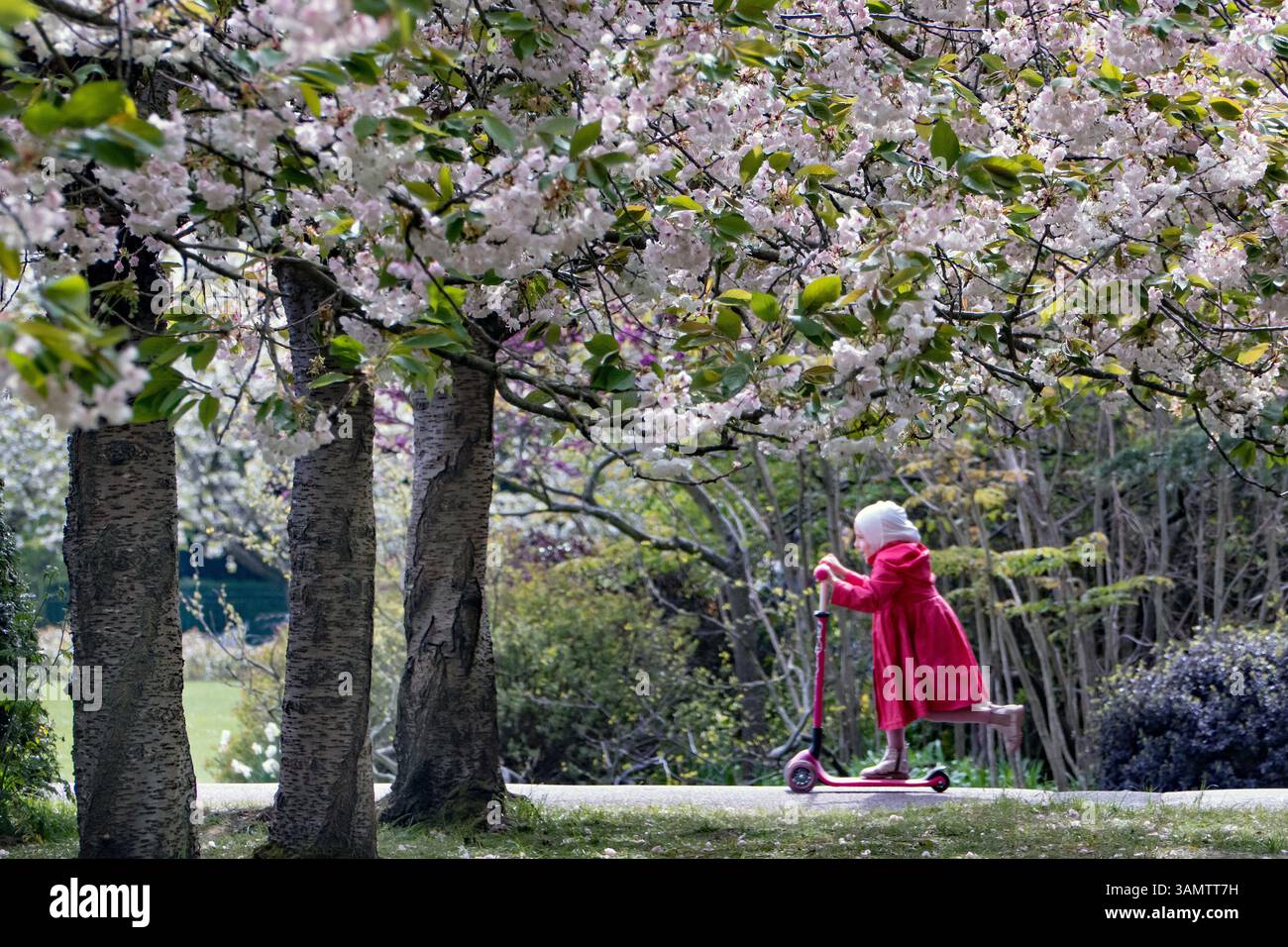 Fioritura dei ciliegi nel Regents Park di Londra, Regno Unito Foto Stock