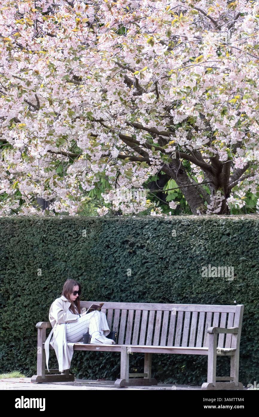 Fioritura dei ciliegi nel Regents Park di Londra, Regno Unito Foto Stock
