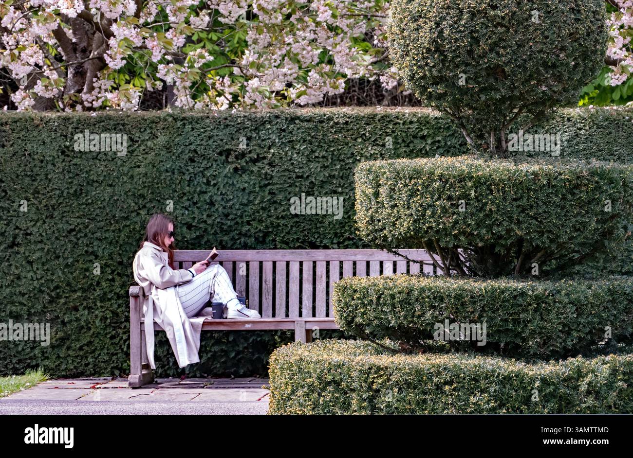 Fioritura dei ciliegi nel Regents Park di Londra, Regno Unito Foto Stock
