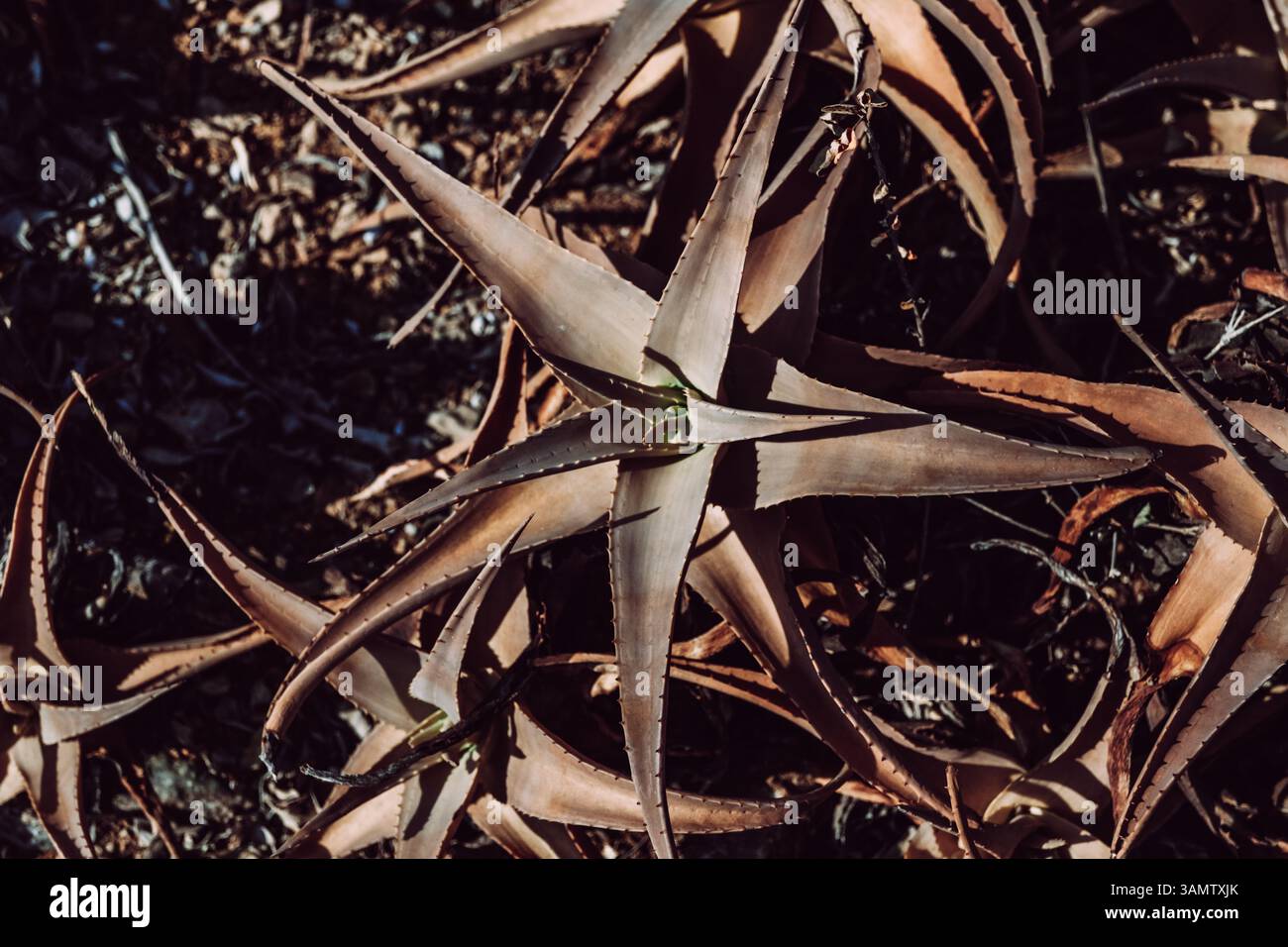 Primo piano della piantagione di alberi di sangue del giovane drago sull'isola di Socotra, Yemen. Foto Stock